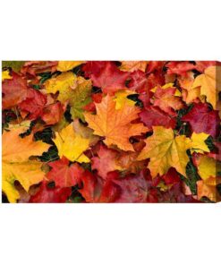 Leinwandbild Ahornblätter In Herbstfarben