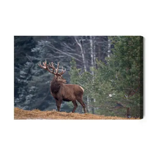 Leinwandbild Ein Stattliches Reh Im Wald