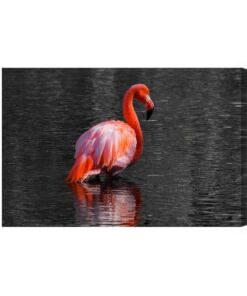 Leinwandbild Flamingos Im Wasser