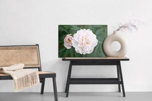 Leinwandbild Helle Pfingsrosen