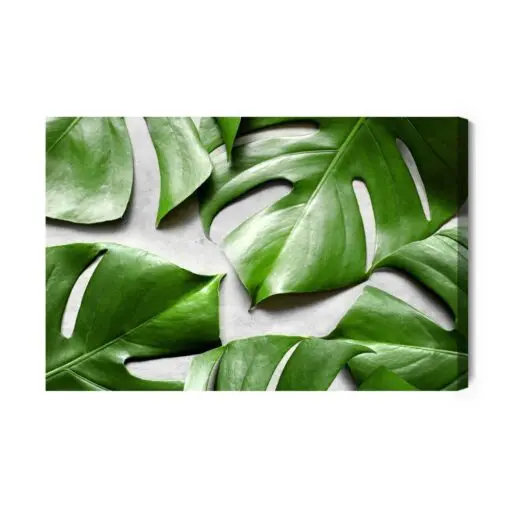 Leinwandbild Monstera-Blätter Auf Grauem Hintergrund