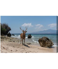 Leinwandbild Rehe Am Strand