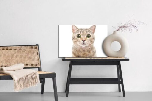 Leinwandbild Schottische Hurenkatze