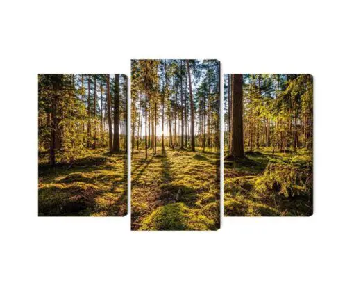 Mehrteiliges Bild 3D Sonnige Waldlandschaft
