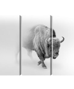 Mehrteiliges Bild Bison Im Nebel 3D
