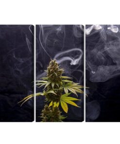Mehrteiliges Bild Cannabispflanze Auf Rauchigem Hintergrund