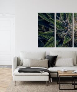 Mehrteiliges Bild Cannabispflanze Aus Nächster Nähe