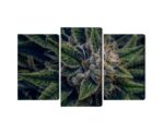 Mehrteiliges Bild Cannabispflanze Aus Nächster Nähe