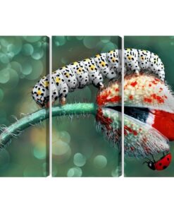 Mehrteiliges Bild Eine Raupe Und Ein Marienkäfer Auf Einer Makropflanze