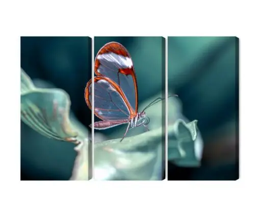 Mehrteiliges Bild Glasflügeliger Schmetterling Aus Nächster Nähe