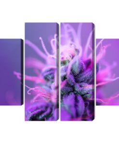 Mehrteiliges Bild Makropflanze Auf Einem Rosa-Violetten Hintergrund