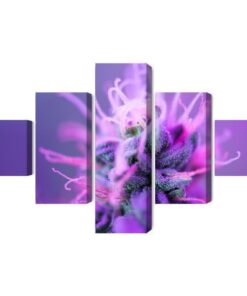 Mehrteiliges Bild Makropflanze Auf Einem Rosa-Violetten Hintergrund