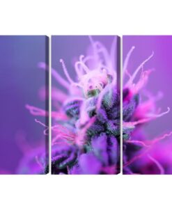 Mehrteiliges Bild Makropflanze Auf Einem Rosa-Violetten Hintergrund