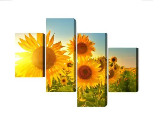 Mehrteiliges Bild Sonnenblumenfeld Bei Sonnenuntergang 3D