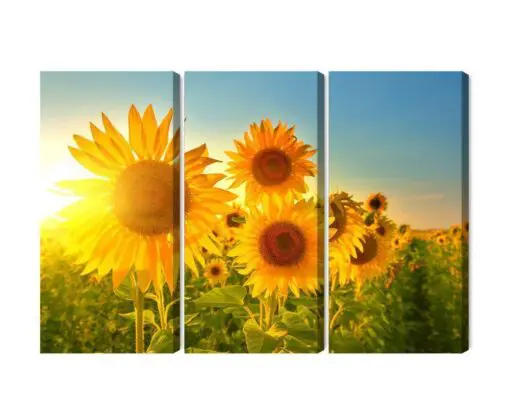 Mehrteiliges Bild Sonnenblumenfeld Bei Sonnenuntergang 3D