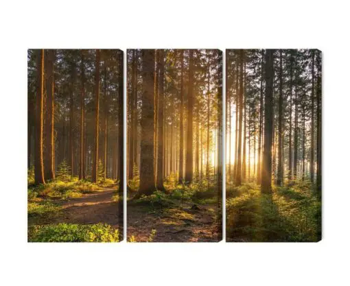 Mehrteiliges Bild Sonnenuntergang Im Wald