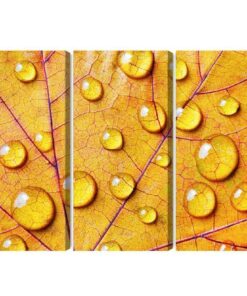 Mehrteiliges Bild Wassertropfen Auf Einem Herbstblattmakro