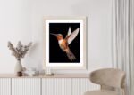 Poster Kolibri Im Flug