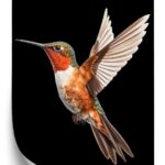 Poster Kolibri Im Flug