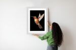 Poster Kolibri Im Flug