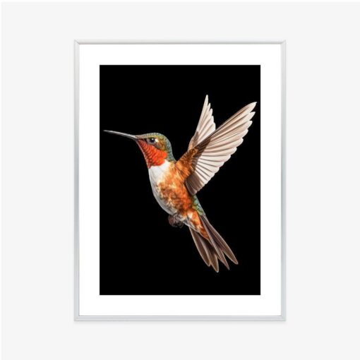 Poster Kolibri Im Flug