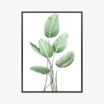 Poster Weiße Strelitzie Rahmen Aluminium Farbe Schwarz