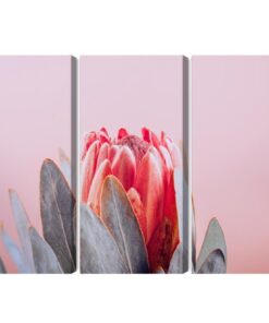 Mehrteiliges Bild Blüte Der Königlichen Protea Aus Nächster Nähe