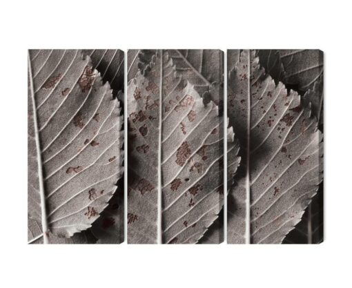 Mehrteiliges Bild Graue Blätter Im Makromaßstab