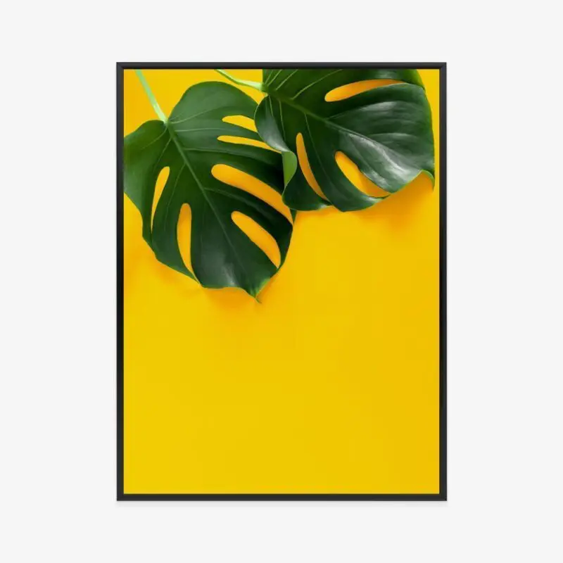 philodendron grey sticks Philodendron Grey Sticks  Plant Studio LLC